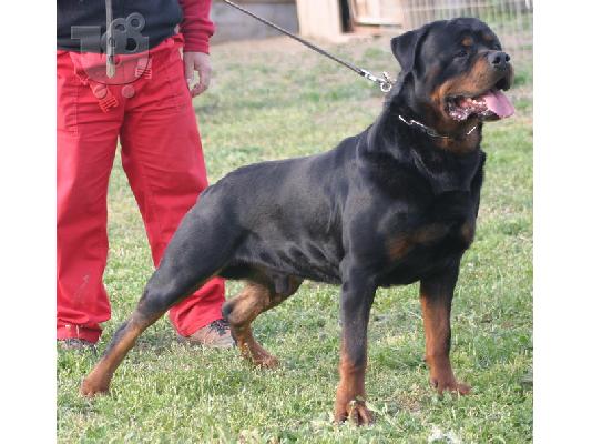 rottweiler  κουταβια  Ροτβάιλερ